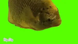 Pog fish green screen (wip) | use for free