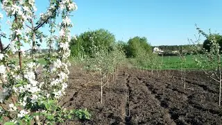 Мой сад в мае 2018 года / фруктовый сад / my garden in may / orchard / плодовый сад