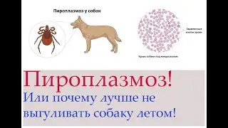 Пироплазмоз у собаки.