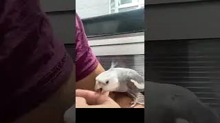 singing cockatiel 🎤🦜 #short #shorts #cocktail #birds #naturelovers#happy #sunday #sign#motivation