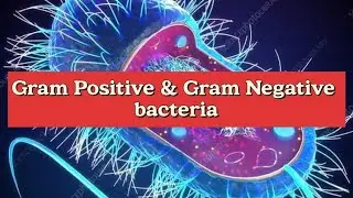 Gram Positive vs Gram Negative Bacteria #microbiology #bacteria
