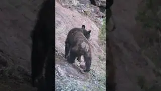 Seeing a Black Bear at Big Bend National Park