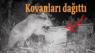 KIŞ UYKUSUNA YATMAYAN AYI KOVANLARI DAĞITTI | DAĞ EVİ - AHŞAP KULÜBE | 🔥 SICAK SOBA