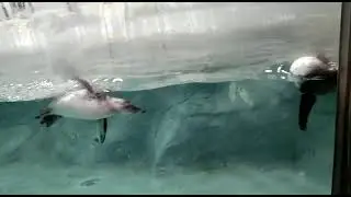 #Fish Swimming on pond #