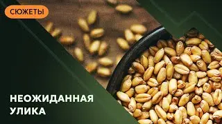 Как зерно помогло найти убийцу?