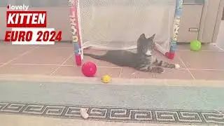 ⚽️ EURO 2024 | 😃 Cute Kitten's Goalkeeping Adventure | #euro2024 #kitten #cat #trending #viral #yt