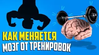 Что происходит в мозге при тренировках/Как влияет тренировка на работу мозга