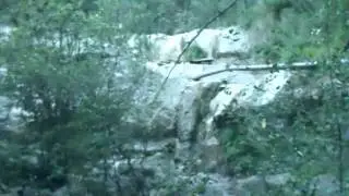 Родник в лесу
