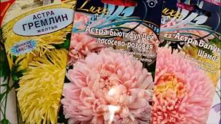 КАК ПОСАДИТЬ АСТРЫ НА РАССАДУ