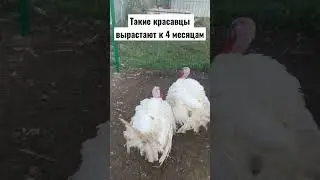 Hybrid turkey converter. 25-30 kg live weight