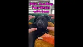 My Dog Plays His Favorite Game: Shakeface 