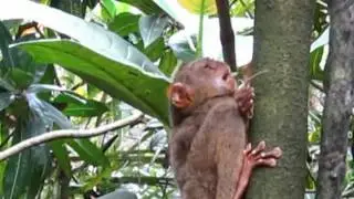 Tarsier Monkey Eats Lizard
