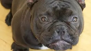KARMA THE MICRO BULLY!   #bullybreed