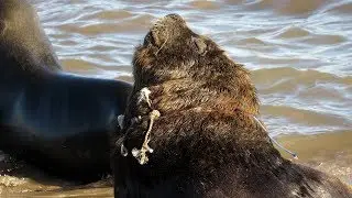 LOBO MARINO ENMALLADO