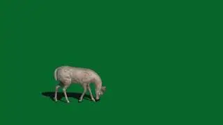 Green screen deer for use in chroma key, no copyright
