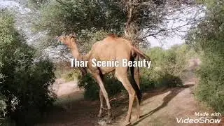 Camels grazing in grazing lands of Thari habitat.
