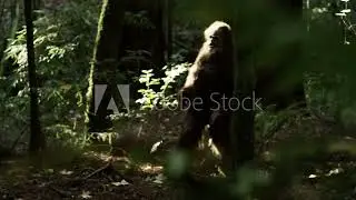 Top 20 Bigfoot Sightings
