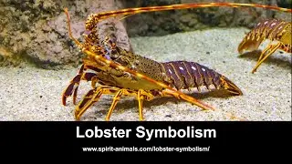 Lobster Symbolism