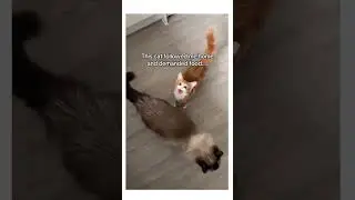 My neighbors cat is hilarious #wholesome #catsoftiktok
