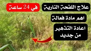 علاج اللفحة الناريـة في الكمون في 24 فقط وإعادة تذهير الكمون من جديد واهم مبيد فطري والمواد الفعال