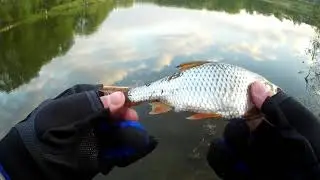 ОНА)) ура! #shorts #рыбалка #рек #тренды #втренде #топ #rybalkaestrybalka #врек #fishing #мормышинг