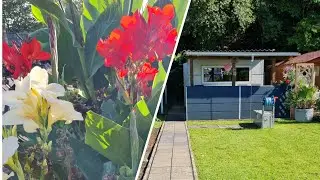 Vlog 🇩🇪 Dacha in Germany/🏕Autumn review pruning Cannes my favorite tropical flowers