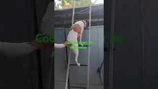 Собака на драбині .