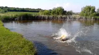 Супер сальто в воду, Cальто в воду, Бомбачика в воду