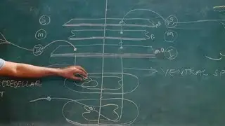 Ventral & Dorsal Spinocerebellar Tracts | Dr Krunal Dabhi