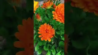 Календула или Ноготки