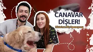 CANAVAR DİŞLER: Köpeğimin dişleri sarardı? Misto'nun diş operasyonu .