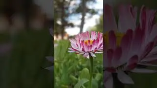 Весенняя атмосфера Сафари-парка