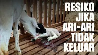 Penanganan setelah melahirkan ari-ari tidak keluar (retensi plasenta)