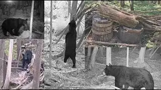 Bear Hunting Season Journey