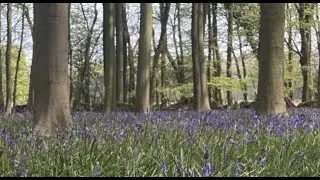 Looking for Bluebells in the Forest !
