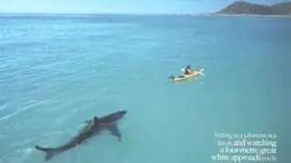 super photo de requin blanc !!