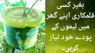 |How to do Air Layering| in lemon Tree| with only soil, |Fast And Easy Method | to grow Plant|