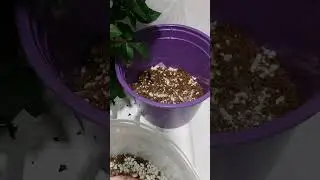 2. 🌹Как сохранить розу в горшке до весенней посадки в грунт в  домашних условиях
