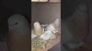 Лимонки Тбилиси