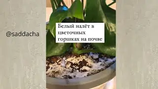 Белый налет на почве