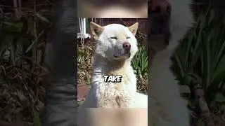 They found this in the dogs belly 😱 #pets #new #cutedog #viralvideo
