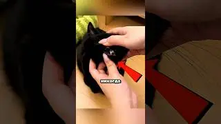 The cat tried to warn its owner 😲