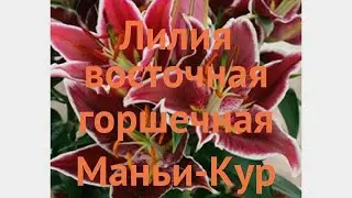 Лилия восточная горшечная Маньи-Кур (magny-cour) 🌿 обзор: как сажать, луковицы лилии Маньи-Кур