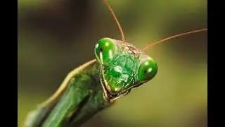 Documental // Animales Sobrenaturales // Seducción Animal