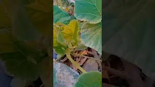 Табиатнинг гозал чаман гули 💮