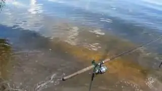 Лещ и баржи на Москва реке