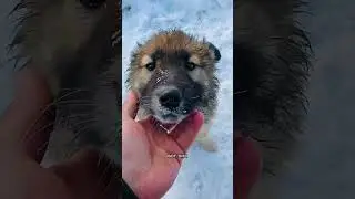 Морда такая😀🐶 