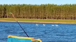 Ловля карася с лебедями, вечерняя зорька.