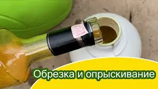 17 июня Очередные важные работы с томатами / Минская область