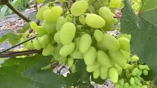 Спека на винограднику палить ягоду.